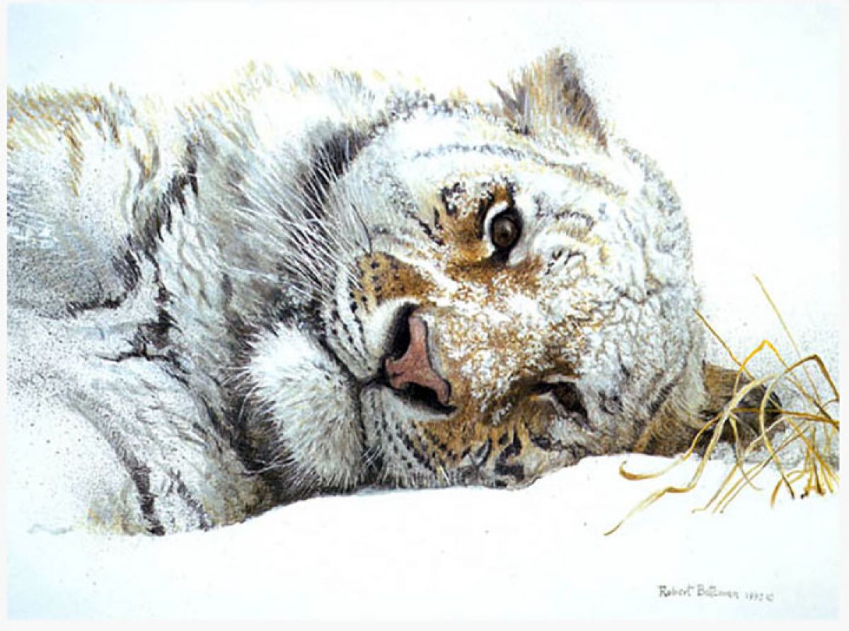 Snowy Nap Tiger